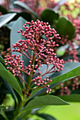 Skimmia japonica 'Rubella'