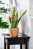 Sansevieria trifasciata