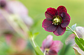 Helleborus orientalis