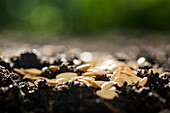 Seeds spread on soil