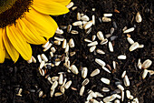 Sunflower seeds on soil