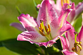 Lilium, bicoloured