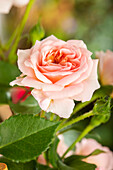 Climbing rose, pink