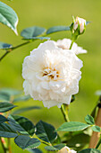 Climbing rose, white