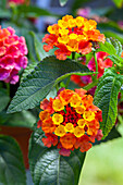 Lantana camara SunFun® 'Sunrise Rose