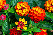 Lantana camara SunFun® 'Red'