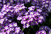 Verbena 'Blues® Sky Blue