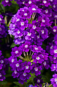 Verbena 'Lascar® Dark Violet '15