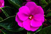 Impatiens neuguinea 'sel® ColorPower® Magenta' (New Guinea)