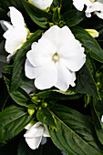 Impatiens neuguinea 'sel® ColorPower® White'