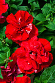 Petunia 'SweetSunshine® Red'