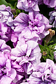 Petunia 'SweetSunshine® Violet Vein