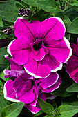 Petunia SweetSunshine® Purple Picotee