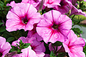 Petunia Famous Pink Vein