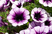 Petunia 'Famous Violet Dark Eye ´12'
