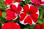 Petunia 'Famous Red Star'