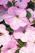 Petunia AlpeTunia® Soft Pink