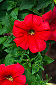 Petunia 'AlpeTunia® Red '14'