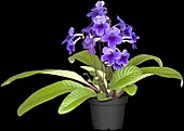 Streptocarpus Marleen