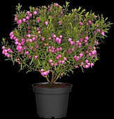 Boronia heterophylla