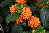 Lantana camara, orange