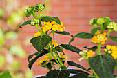 Lantana camara, yellow