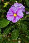 Solanum rantonnetii