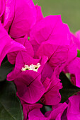 Bougainvillea 'Vera'