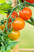 Solanum lycopersicum var. cerasiforme 'Berry'