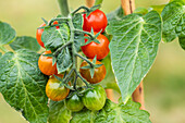 Solanum lycopersicum var. cerasiforme 'Berry'.