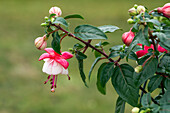 Fuchsia, pink-weiß