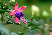 Fuchsia, pink-purple