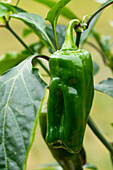 Capsicum annuum 'Snack-Paprika', green