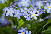 Myosotis sylvatica, blue