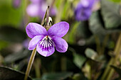 Viola odorata