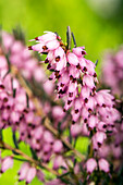 Erica cinerea, rosa