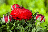 Ranunculus asiaticus, red
