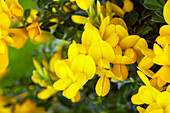 Genista