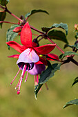 Fuchsia