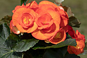 Begonia 