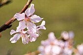 Prunus nipponica 'Brillant'