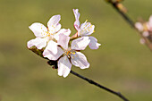 Prunus nipponica 'Ruby''