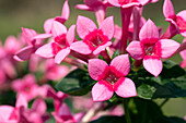 Bouvardia, pink