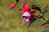 Fuchsia, red-purple