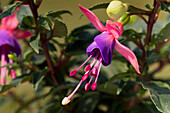 Fuchsia, rot-lila