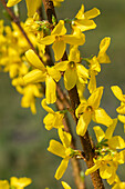 Forsythia x intermedia 'Lynwood'