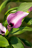 Zantedeschia aethiopica, purple