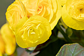 Begonia elatior, yellow