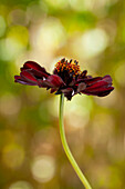 Cosmos atrosanguineus