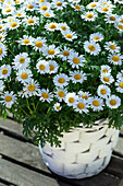 Leucanthemum vulgare